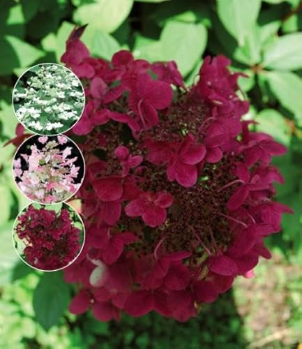 Rispenhortensie 'Wim’s Red' – Hydrangea paniculata im 3L Topf | Winterhart & pflegeleicht | Rot-weiße Blütenpracht | Blühfreudiger Zierstrauch für Garten, Beet & Kübel