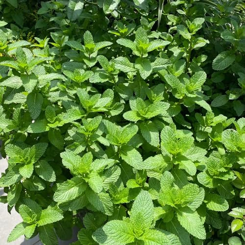 semi di menta - selvatiche, resistenti decorazione giardino balcone varietà antiche al coperto in vaso serre balcone 450pcs