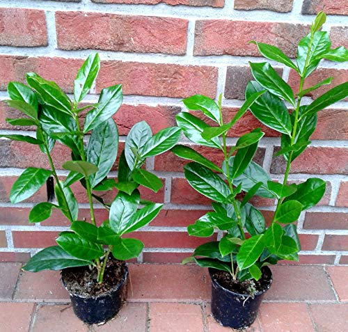 20 Kirschlorbeer Pflanzen, Prunus Novita, Höhe: 40-50 cm ab Topfoberkante