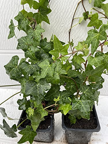 gks Trailing Ivy Hedera Helix Ivy Evergreen Shrub 2 Plants (Green Leaves)