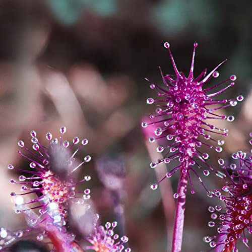 Drosera Seeds - Intermedia (Temperate, Poland) Carnivorous - 5 Seeds