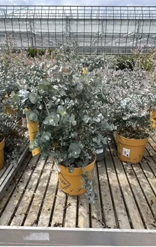 Eucalyptus/Pflanze Kugel/Eukalyptusbaum, 35-40cm Pflanze/winterhart