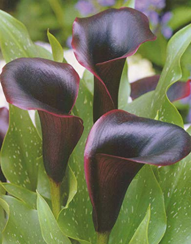 Calla Odessa Zantedeschia Blumenzwiebeln (3 Blumenzwiebeln)