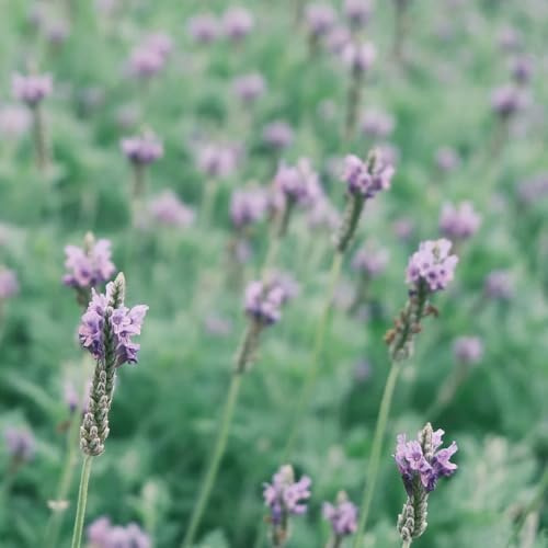 semi di lavanda - varietà antiche biologiche decorazioni 750pcs