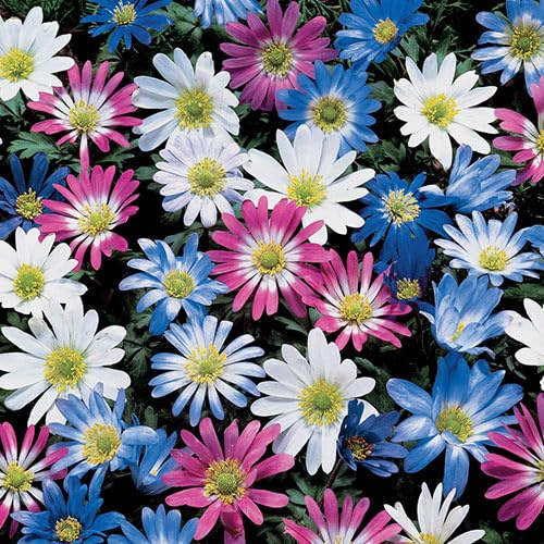 Votaniki Anemone Blanda Mix Bulbs for Planting - Perennial, Attracts Bees & Showy Flowers | Blooms in Mid Spring, Easy to Grow & Maintain (12 Pack)