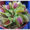 LEDGOO Sonnentau Samen Drosera Fleischfressende Blume Indoor Bonsai Venus Fliegenfalle Insektenfressende Pflanzen Samen