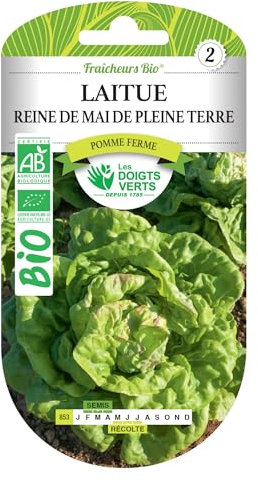 Graines laitue Reine de Mai de Pleine Terre BIO Les Doigts Verts