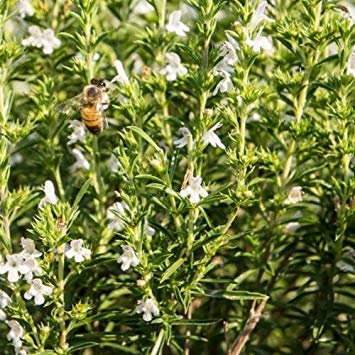 Paquet semi : 50-75 Semi di HR530 Santoreggia (Satureja Hortensis)