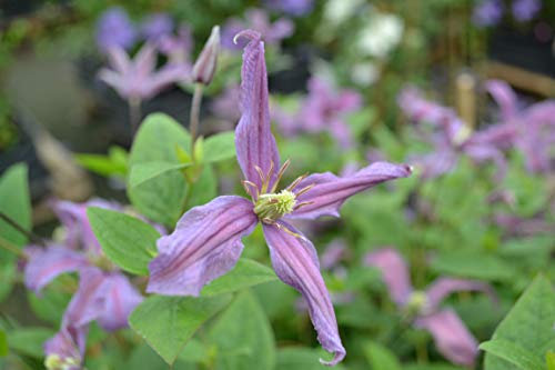 Clématite SAPHYRA® Estrella 'Cleminov27'