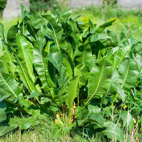 semi freschi di rafano, esotiche, giardino da interno, selvatiche 50pcs