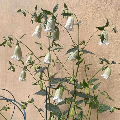 Semillas de campanilla-Campanula Medium,Cultivo de semillas,resistentes al aire libre.de interior,para plantar Regalos 450pcs