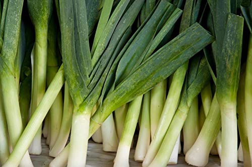 American Flag Leek Seeds 100 Count, COOL BEANS N SPROUTS Brand. Home Gardening.
