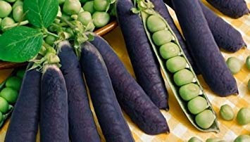 vegherb 25+ Blau Podded Bio Erbsensamen Pisum sativum