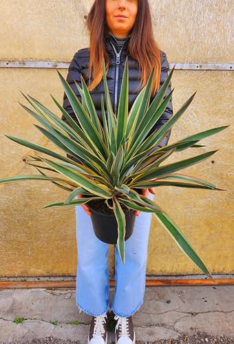 POWERS TO FLOWERS - YUCCA VARIEGATA, VASO 20CM DIAMETRO, VARIETA' SEMI NANA, IDEALE PER ESTERNO, Tronchetto della felicità, pianta vera
