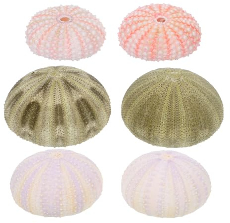 Operitacx 6 PièCes Conque Coquilles D'Oursins De Plage MéLanger Les Coquillages Artisanat De Coquilles D'Oursins Pot De IntéRieur Bord De Mer Bracelet DéCoration Aquarium（Couleur aléatoire）