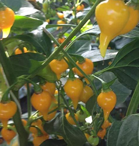JustSeed - Vegetable - Chilli Pepper - Biquinho Yellow - 15 Seed