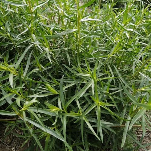 semillas de estragón silvestres productos sostenibles de balcón jardineros semillas variedades antiguas verdes 1000pcs