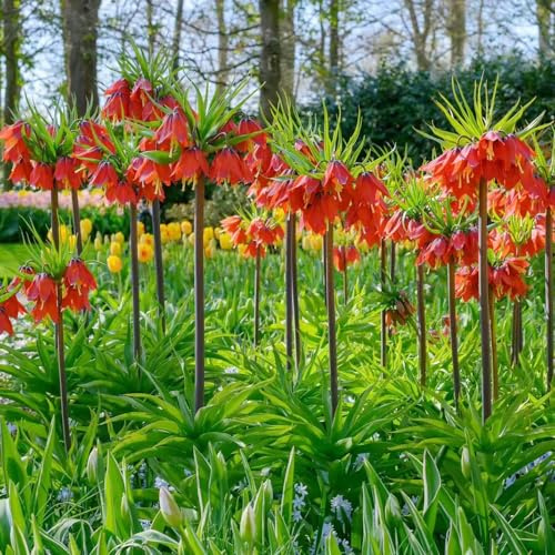 imperiale coronata ufficio ornamentali giardino vaso resistenti balcone 9bulbi
