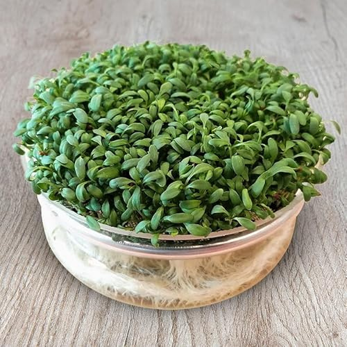 Semi di Crescione Italiano per Germogli, Kit Coltivazione Domestica, per Insalate