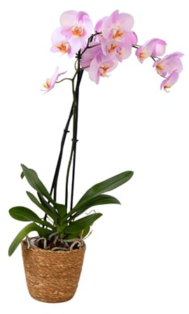 Plant in a Box - Orquídea mariposa - Phalaenopsis en cesta decorativa - Altura 50-60cm - Maceta 12cm - Planta de interior con flor - Apta para gatos