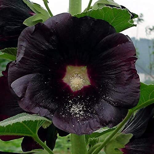 100 Pièces Graines De Rose Trémière Noire Une Variété Unique De Graines De Fleurs Meilleures Fleurs Noires Vivaces Jardin Fleurs Ornementales