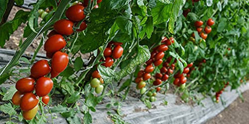 Generico 5 plantas tomate Piccadily Tierra de Romaña