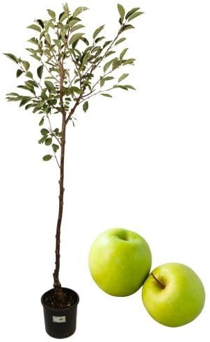 P. Piantine da Orto | Melo Golden Bianco, Pianta in Vaso Diametro 22 cm, Pianta da Frutto in Vaso, Pianta Vera da Esterno, Giardino o in Terrazza, Vivaio Italiano