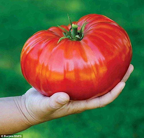 Generic POMODORO - GIGANTOMO F1-12 SEMI PIÃ™ GRANDI - MONDI PIÃ™ GRANDI BEEFSTEAK