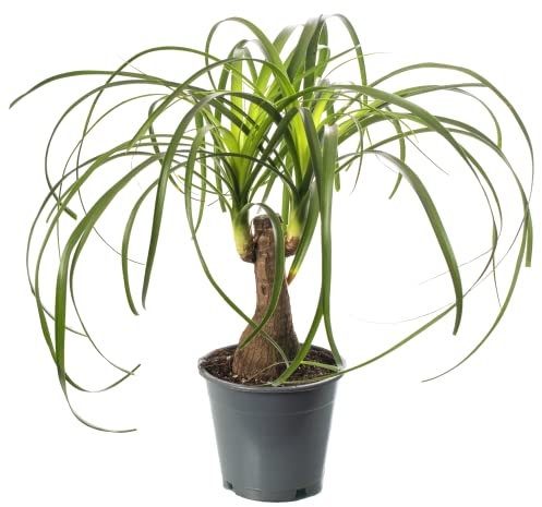 Pony Tail Palm Large Indoor House Plant Real Evergreen Nolina Tall Home Plants (30-40cm incl. Pot)