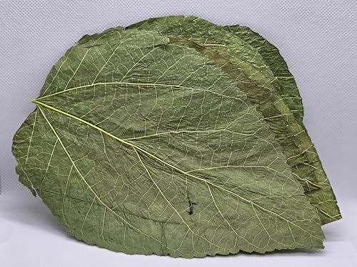 Shrimpland Mulberry Leaves | 25pcs - Shrimp Leaves, Supplementary food for freshwater shrimp