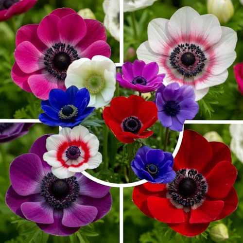 FLORIUM - Anemonen Zwiebeln De Caen Kollektion (50 pflanzen), 5 Sorten und Farben, Mehrjährig und winterharte Windröschen Mischung für Töpfe, Garten und Beete (große knollen, kein Samen)