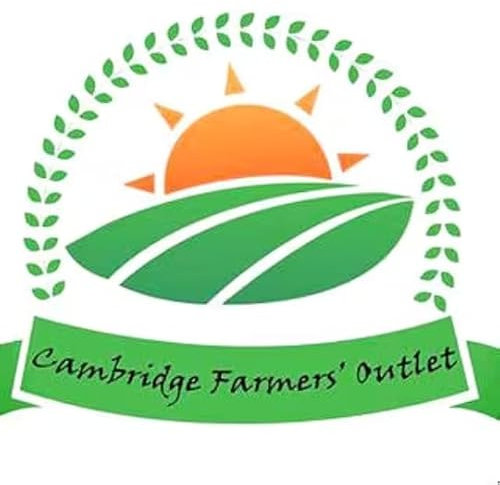 Three Golden Privet Hedging Shrubs (9cm Dia Pots) Free UK Postage