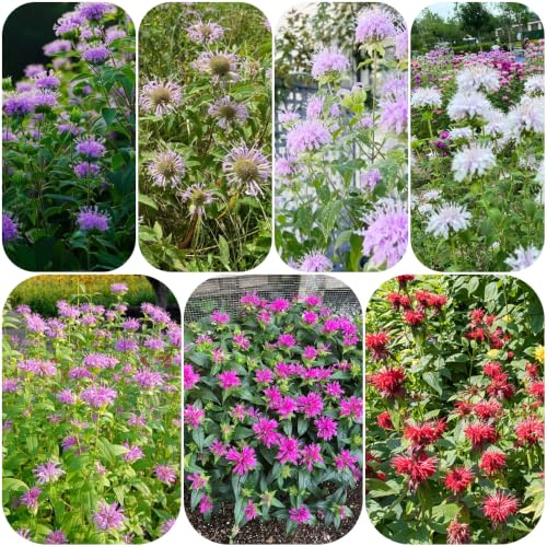 semillas de melisa - orgánicas en ortiga india semillas de primavera extraño decoración jardín silvestres jardín rocas 500pcs