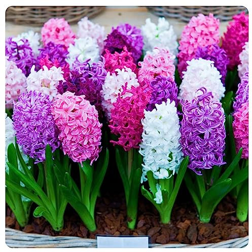 Hyazinthen Zwiebeln Hyazinthen rhizome Hyazinthen zwiebeln Hyazinthen zwiebeln winterhart Hyazinthen zwiebeln Dekorative Pflanzen FüR Den Garten