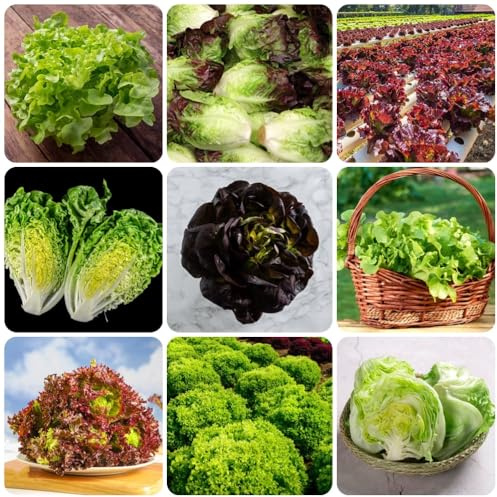 PflücksalatSamen, salat winterhart SalatSamen, gemüsesamen garten wintergemüse kaufen pflücksalat gartenkräuter 50pcs