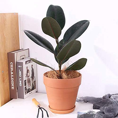 Dipamkar 15cm Set of 5 Terracotta Effect Garden Plant Pots Metal Planters Windowsill Herb Pots Indoor/Outdoor With Drainage & Saucer