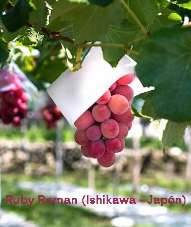 Vitis sp. Ruby Roman UVA 10 frön, skiktade, redo för sådd
