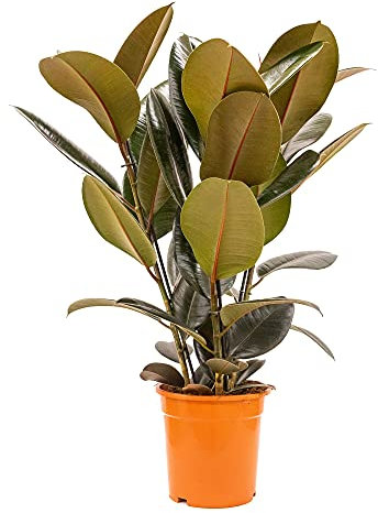 Bonplants Ficus Elastica, Elegante Pianta Vera, Fico del Caucciù, Vaso 21 cm (Abidjan Vaso da Vivaio)