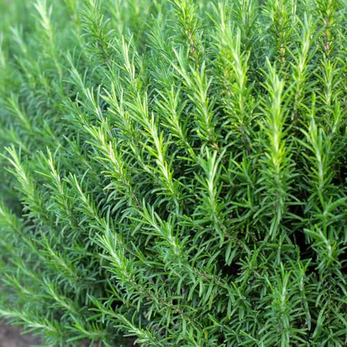 semi di rosmarino biologici - giardino interno balcone 350pcs