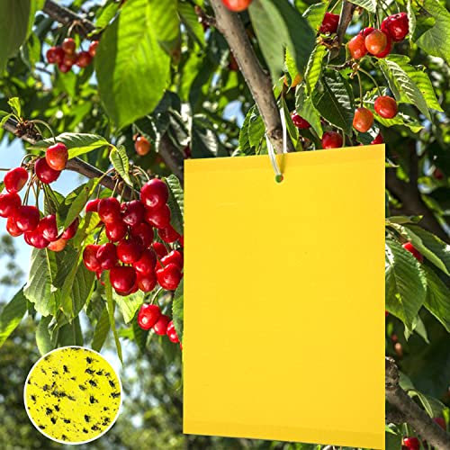 Panngu 100 Stück Gelbfalle Fliegenfalle, Professionell Gelbsticker Fänger für Kirschfruchtfliege Kirschbaum, Himbeere, Nektarinenbaum, Pflaumenbaum, Apfelbaum, Weinrebe, Ananasbaum