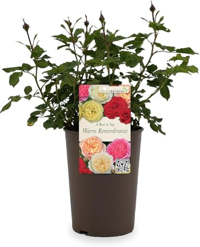 Beautiful White Gift Rose - to Say Warm Remembrance - Gift Wrap Included | Modern Garden Hybrid Bush Rose - 3L Potted Floral Flowers