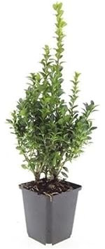 Buchsbaum - Heckenpflanze - Buxus sempervirens - 9cm Topf - Set für 20 Pflanzen