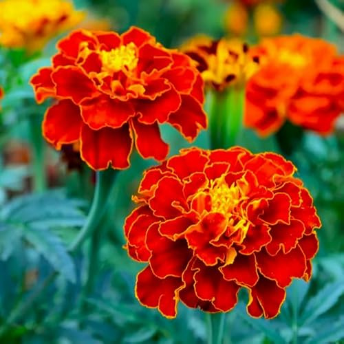 TomorrowSeeds - Red Cherry French Marigold Seeds - 3000+ Count - for 2026 Planting Dwarf Tagetes Patulas Ruby Sunset Sparky Annual Daisy Pollinator Garden Flower Grow Your Own Home Farm Patio Healthy