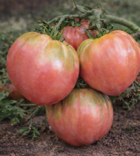 Semi di Pomodoro Belmonte Selezione Rosa – 100 Semi – Varietà Gigante Calabrese – Polpa Dolce e Carnosa – Ideale per Orto e Coltivazione in Vaso