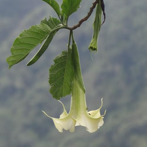 Vivai le Georgiche - Pianta vera di Brugmansia arborea Bianco Datura arborea, Stramonio arboreo Tromba d'angelo - vaso Ø 17 cm - altezza alla vendita 30-40 cm