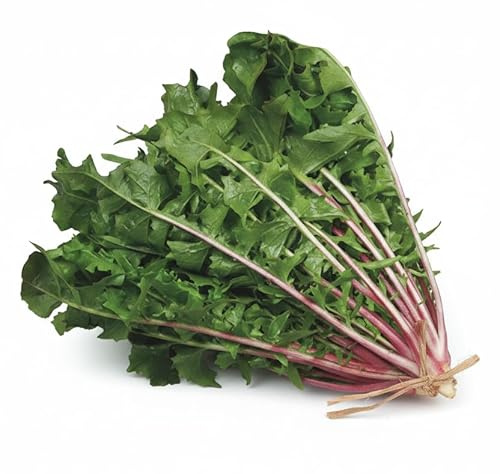 Semi Cicoria Selvatica da Campo 6g | Cicoria Rustica e Resistente | Semi Alta Germinazione | Ideali per Orto, Vaso e Giardino | Raccolto Naturale e Abbondante | Multiseme