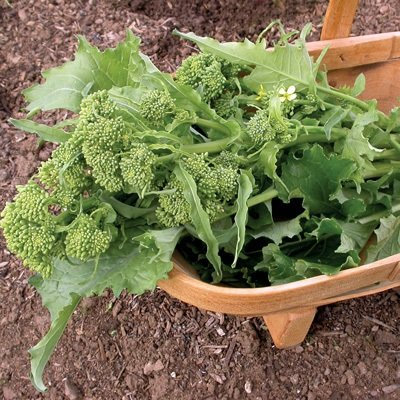 4 grams seeds of Sorrento Broccoli Raab