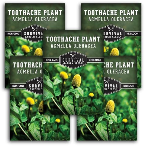 Toothache Plant Seeds for Planting - Acmella Oleracea Spilanthes Buzz Button Electric Daisy Medicinal Herb & Edible Flower - Heirloom Non-GMO Open Pollinated - Survival Garden Seeds (5 Pack)