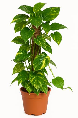 Scindapsus aureum am Moosstab, Efeutute, echte Zimmerpflanze grün, 19cm Topfdurchmesser, Höhe ca. 75cm, 1 Pflanze