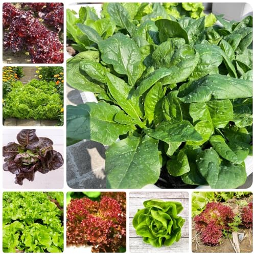PflücksalatSamen, SalatSamen, wintergemüse kaufen gemüsesamen pflanzensamen bio salatsamen 250pcs